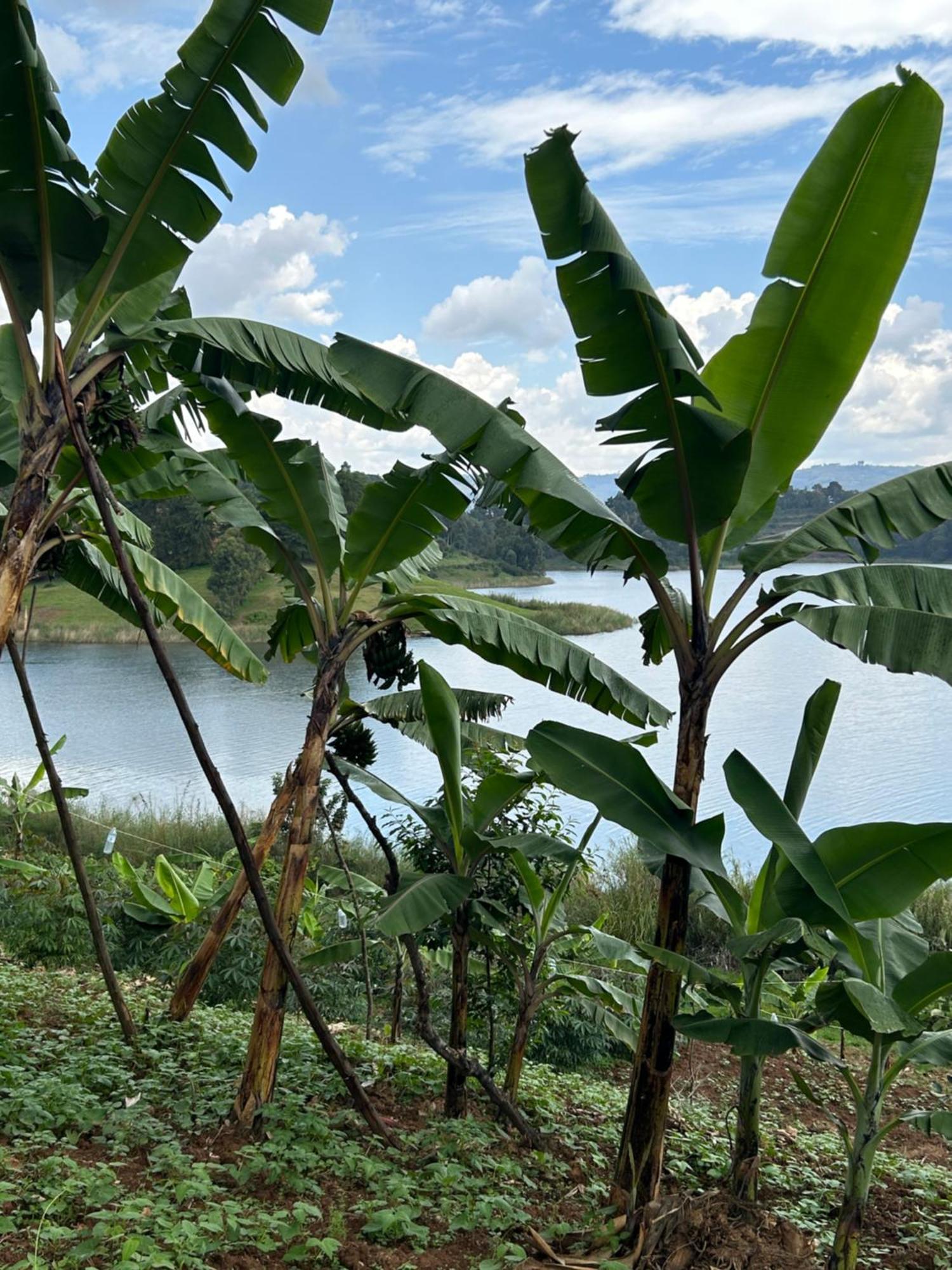 Itambira Island, Seeds Of Hope Kabale Dış mekan fotoğraf